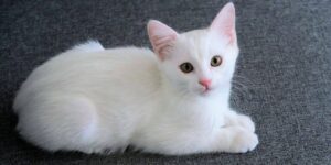 Mơ thấy mèo đánh số mấy? Giải đáp chi tiết theo từng trường hợp